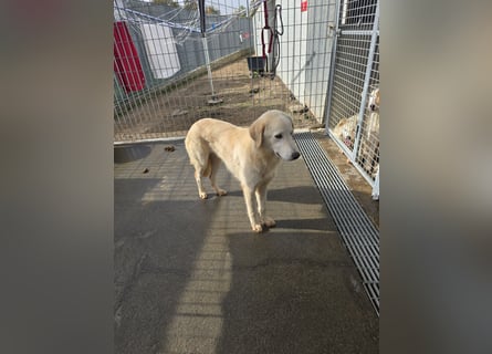 Nala: ein richtiger Hingucker