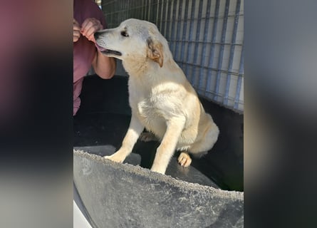 Fidor: kleiner Labbi-Junge sucht sein Glück