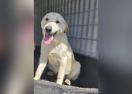 Fidor: kleiner Labbi-Junge sucht sein Glück