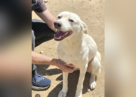 Lupin: ein großer Schmuser wartet auf Dich