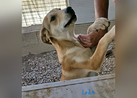 Rufus: ihn muss man lieb haben