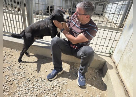 Coco: wo sind die Labrador-Freunde?