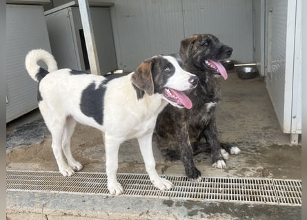 Carlo: ihn muss man lieb haben