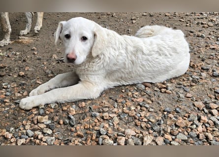 Clarissa: sehnt sich nach 1000 Streichelhänden