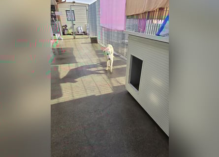 Nala: ihre Augen blicken in dein  Herz