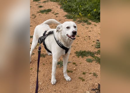 Lupin: ein großer Schmuser wartet auf Dich