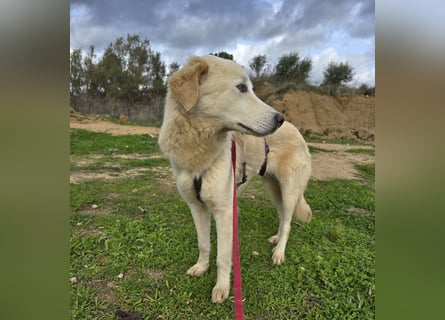 Nala: ihre Augen blicken in dein  Herz