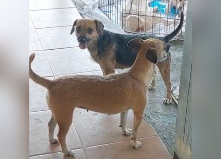 Jolie: ein Traum für Labrador-Freunde