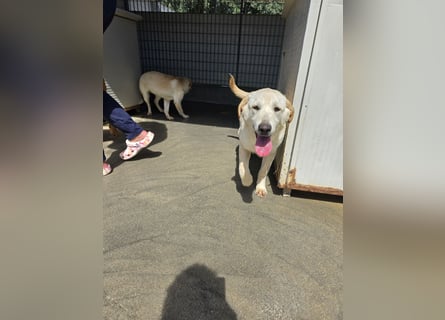 Fidor: kleiner Labbi-Junge sucht sein Glück