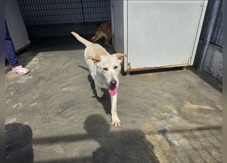 Fidor: kleiner Labbi-Junge sucht sein Glück