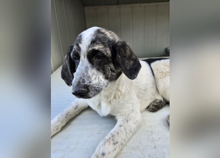 Cassian: Von der Flasche ins Tierheim