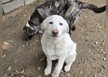 Clarissa: sehnt sich nach 1000 Streichelhänden