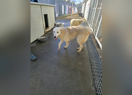 Nala: ihre Augen schleichen sich ins Herz