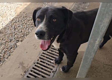 Coco: wo sind die Labrador-Freunde?