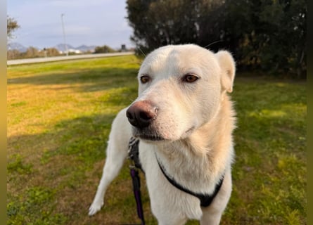 Lupin: ein großer Schmuser wartet auf Dich