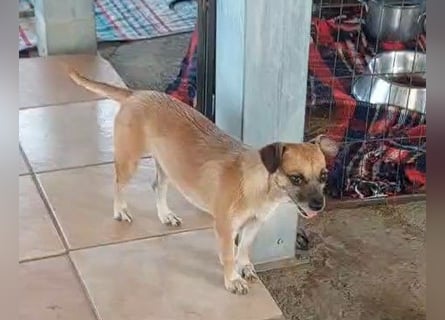 Jolie: ein Traum für Labrador-Freunde