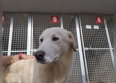 Nala: ein richtiger Hingucker