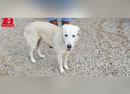 Nala: ein richtiger Hingucker