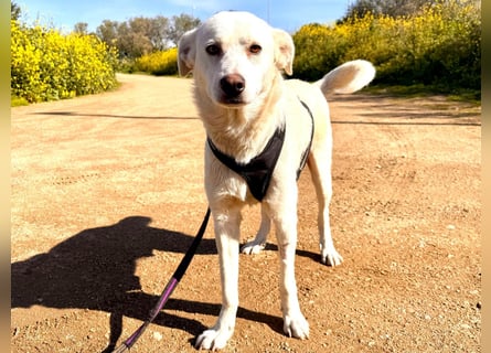 Lupin: ein großer Schmuser wartet auf Dich