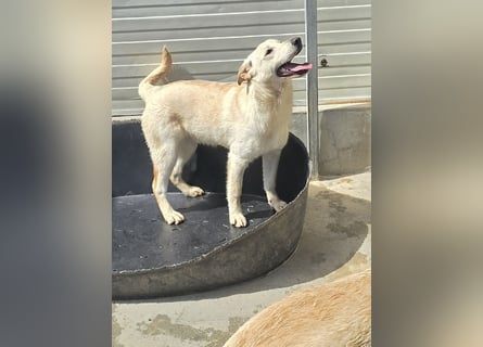 Fidor: kleiner Labbi-Junge sucht sein Glück