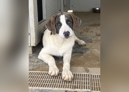 Carlo: ihn muss man lieb haben