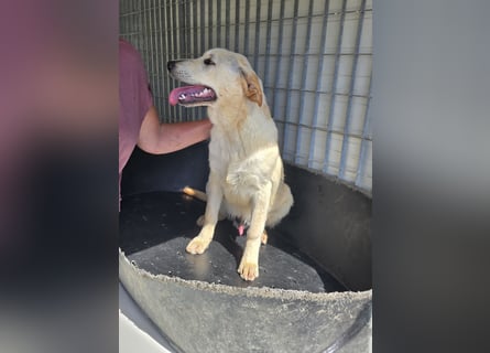 Fidor: kleiner Labbi-Junge sucht sein Glück