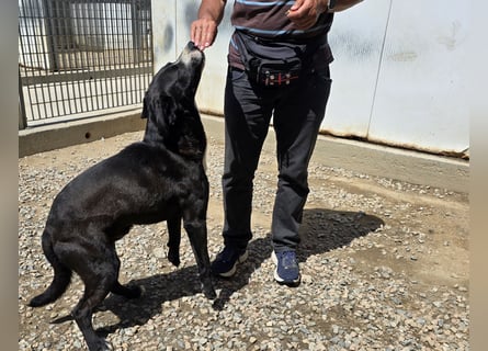 Coco: wo sind die Labrador-Freunde?