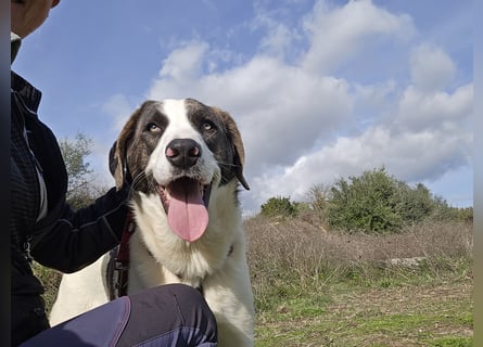 Carlo: was will man mehr?