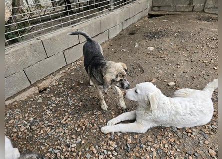 Clarissa: sehnt sich nach 1000 Streichelhänden