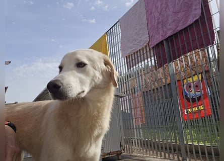 Nala: ein richtiger Hingucker