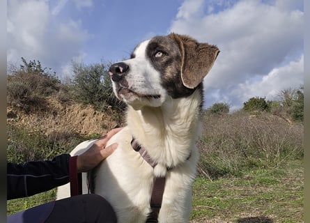 Carlo: was will man mehr?