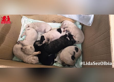 Clarissa: sehnt sich nach 1000 Streichelhänden