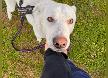 Lupin: ein großer Schmuser wartet auf Dich