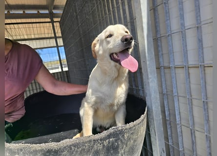 Fidor: kleiner Labbi-Junge sucht sein Glück