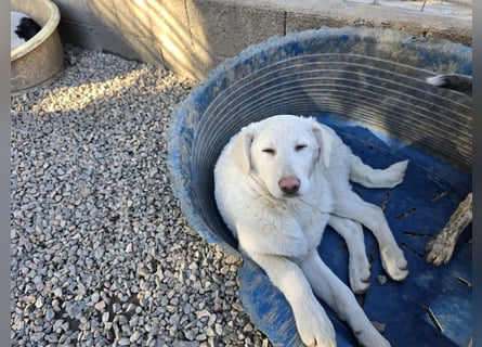 Clarissa: sehnt sich nach 1000 Streichelhänden