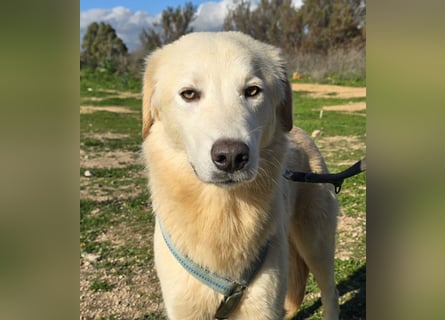 Nala: sie ruht in sich