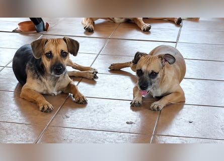Jolie: ein Traum für Labrador-Freunde