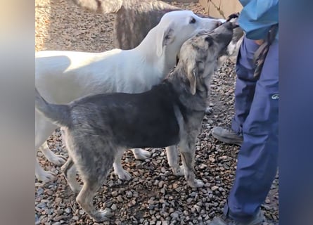 Cheyenne: Wärme und Geborgenheit gesucht