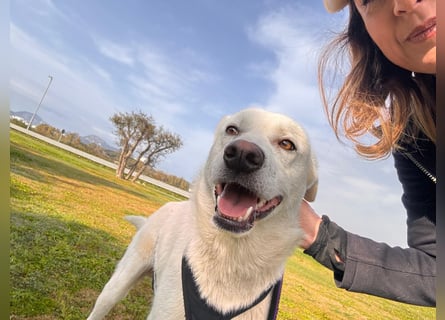 Lupin: ein großer Schmuser wartet auf Dich