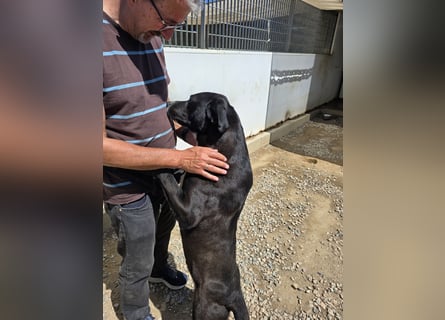 Coco: wo sind die Labrador-Freunde?