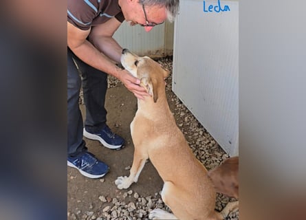 Rufus: ihn muss man lieb haben