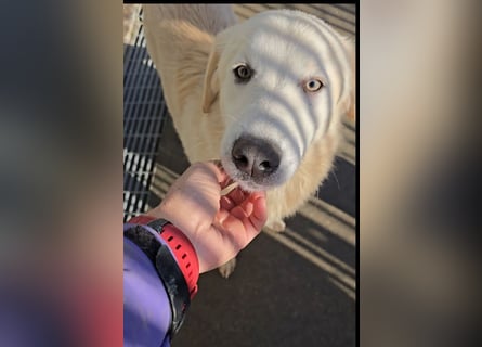 Nala: ihre Augen blicken in dein  Herz