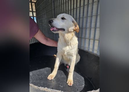 Fidor: kleiner Labbi-Junge sucht sein Glück