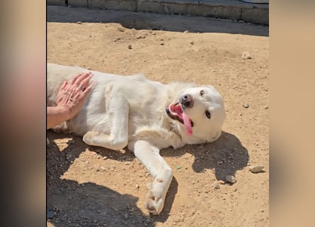 Lupin: ein großer Schmuser wartet auf Dich