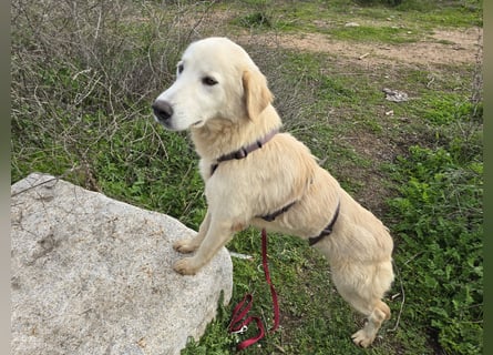 Nala: ihre Augen blicken in dein  Herz