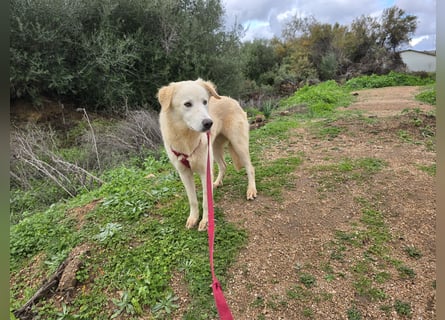 Nala: ihre Augen blicken in dein  Herz