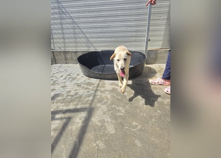 Fidor: kleiner Labbi-Junge sucht sein Glück