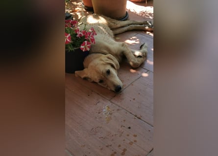 Der kleine Kalle kann in der Südpfalz besucht werden