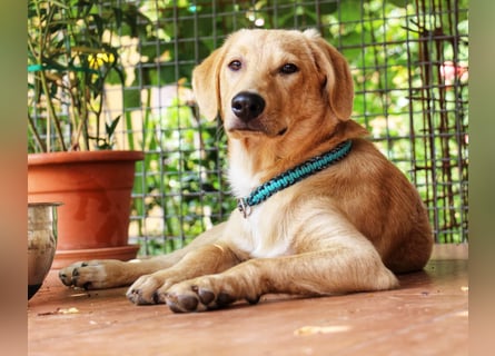 Traumhund  Kalle kann in der Südpfalz besucht werden