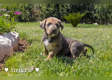 Savas, Selma, Simos, Sirius und Smile suchen ein Zuhause